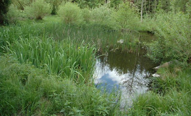 Das Biotop Hofwiese – unmittelbar neben dem Wanderweg Stierberg zu finden. Foto: Manfred Fuchs