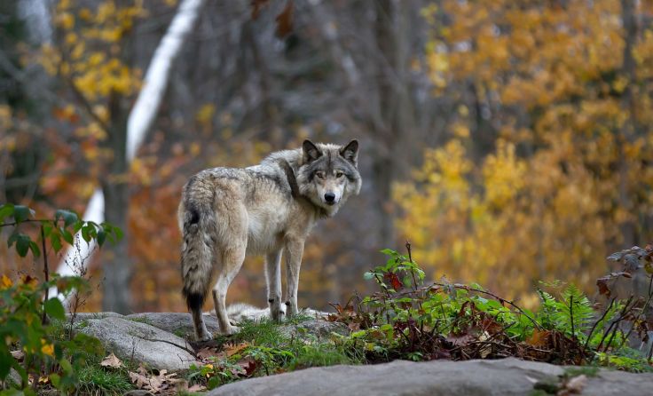 Zurzeit stellt der Wolf im Bezirk kein Problem dar. Foto: Jim Cumming/shutterstock.com