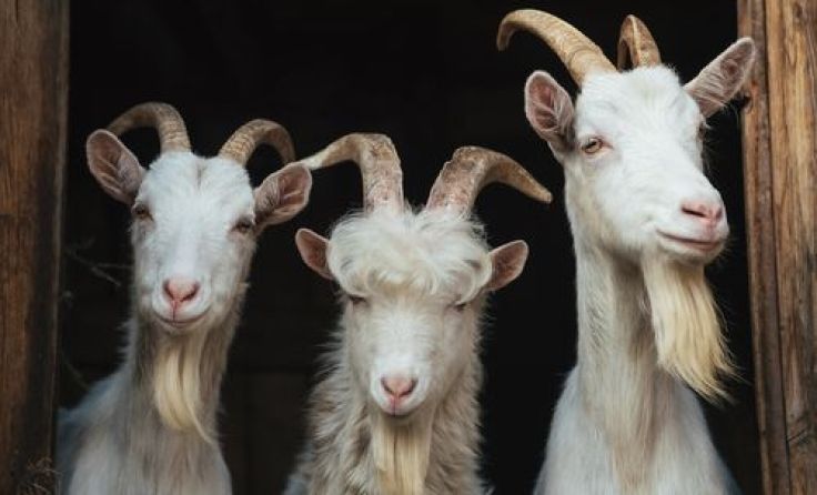 Foto: Artsiom Petrushenka/Shutterstock.com