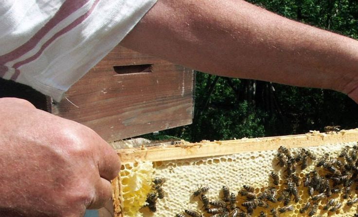In Diersbach findet ein Vortrag über wertvolle Bienenprodukte statt. (Foto: Wodicka)