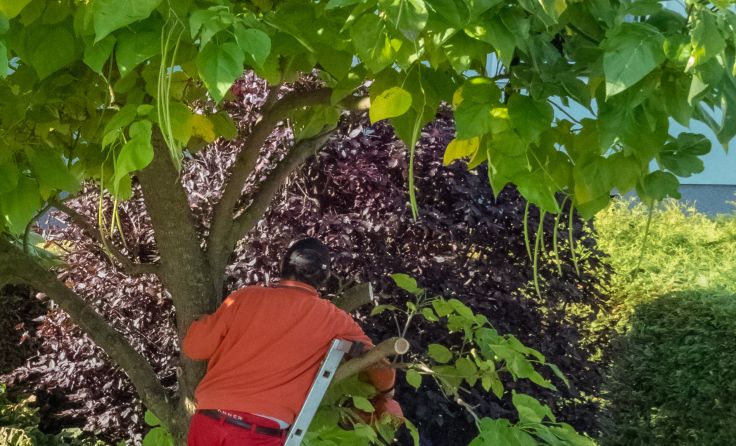 In Taufkirchen findet ein Baumschnittkurs statt. (Foto: Wodicka)