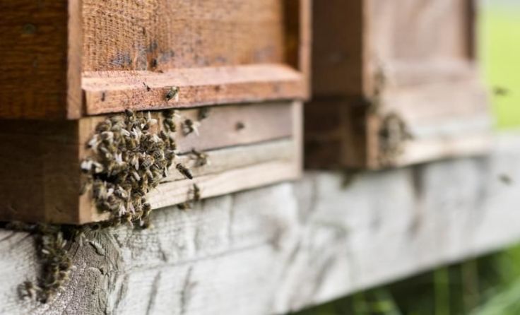 In Andorf findet ein Vortrag über bienenfreundliche Landwirtschaft statt. (Foto: Bachschweller)