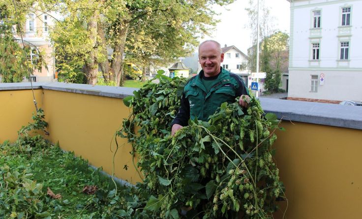 Christian Moser, der Hüter des Hopfengartens. (Foto: Brauerei Baumgartner)