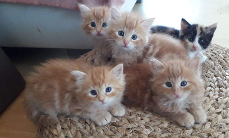 Sehr viele Katzen werden einfach ausgesetzt. (Foto: Greil)