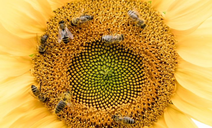 Ganter Shoes investiert gemeinsam mit Kunden in Bienenpatenschaften. (Foto: Wodicka)