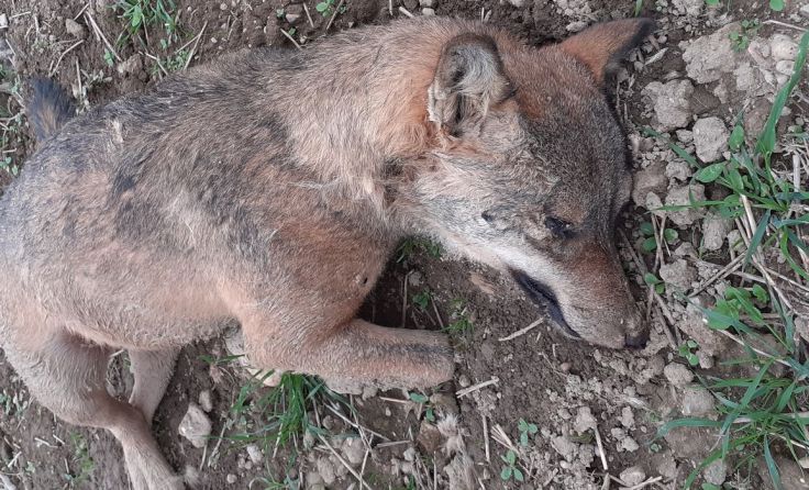 Die Leiche des Wolfes wurde in der Nähe der Ortschaft Ludham gefunden. (Foto: Stadler)