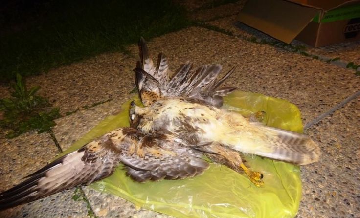 Der tote Bussard vor dem Transport nach Wien (Foto. Privat)