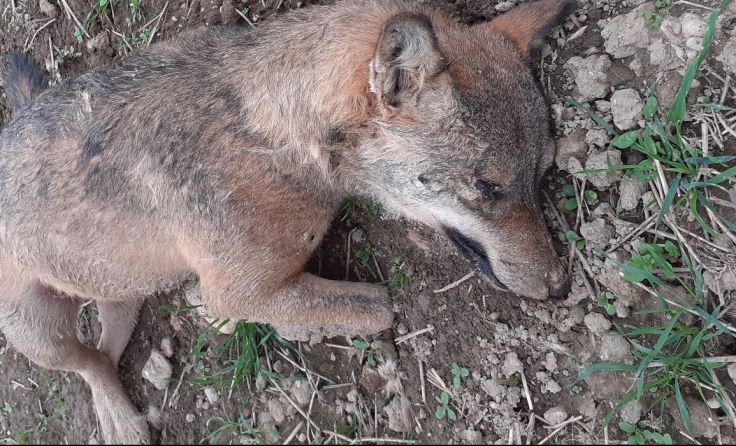 In Münzkirchen wurde ein toter Wolf gefunden. (Foto: Stadler)