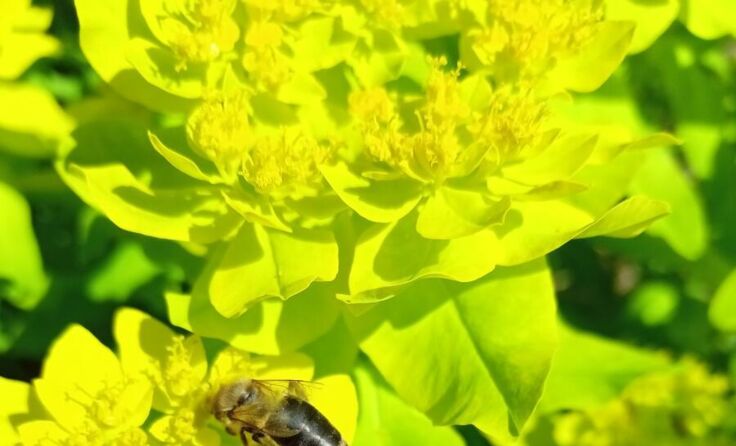 Im Lignorama findet ein Vortrag über Wildbienen statt. (Foto: Schlosser)