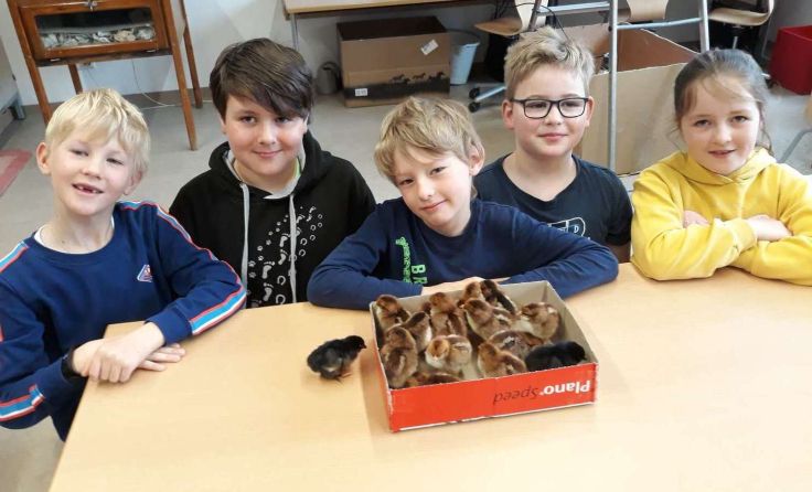 Enzenkirchener Schüler mit den Küken (Foto: VS Enzenkirchen)