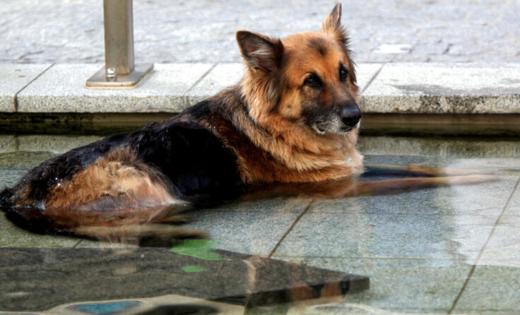 Die schönsten Deutschen Schäferhunde des Landes kommen nach Andorf. (Foto: Weihbold)