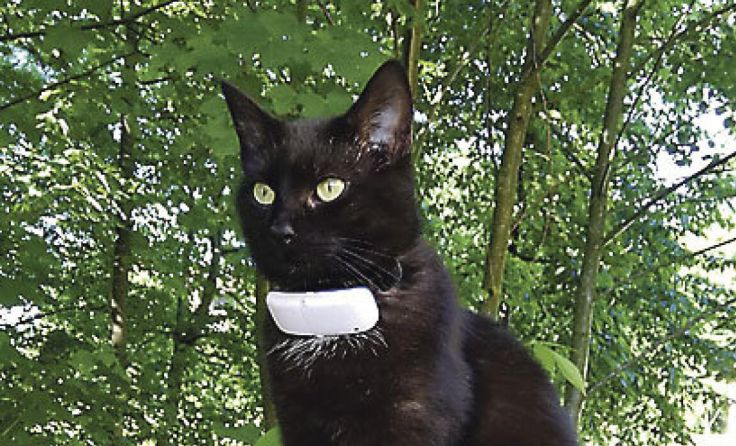 Kater Rocky trug ein GPS-Gerät. Dennoch fehlt von ihm jede Spur. (Foto: Privat)