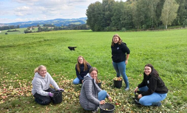Schülerinnen der FS Andorf sammeln wieder Obst. (Foto: FS Andorf)