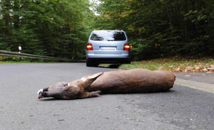 Im Oktober und November steigt die Gefahr von Wildunfällen deutlich an.