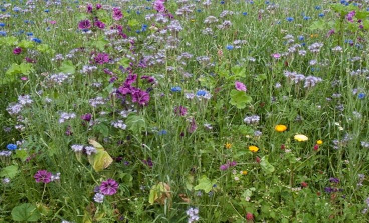 Viele neue Blumenwiesen hat das Projekt "Wilder Garten" bereits gebracht.