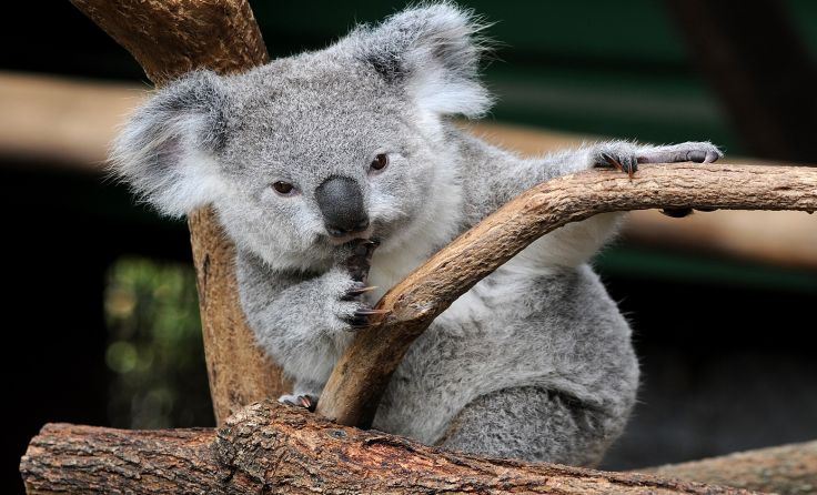 Auch die Koalas gehören zu Australiens Bewohnern. Foto: Privat