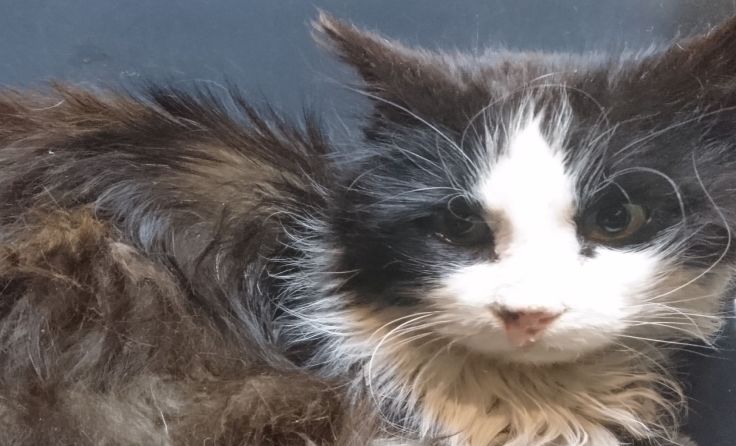 Kater Otto bei der Erstversorgung in der Tierklinik Altheim. Foto: Pfotenhilfe Lochen
