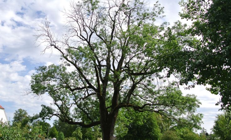 Die Esche in Ranshofen wurden schon lange als Naturdenkmal ausgewiesen. Foto: Stadt Braunau