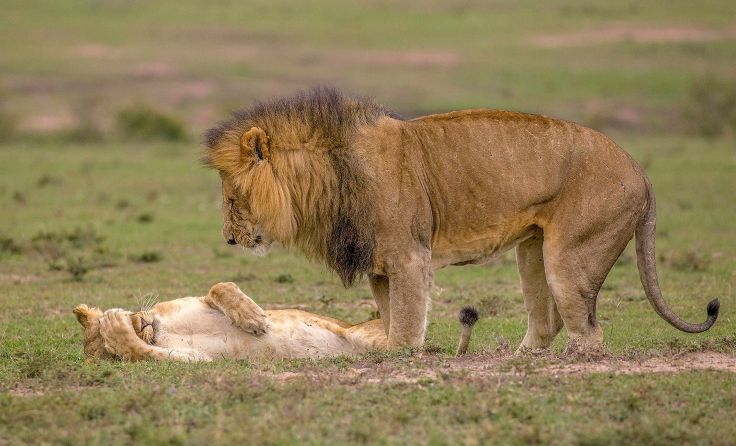 Mit dabei sind unter anderem beeindruckende Fotos aus der Natur- und Tierwelt. Foto: Maureen Toft