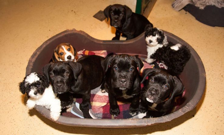 Die Hundewelpen wurden in einer Wohnung in Ried abgeholt. Foto: Pfotenhilfe