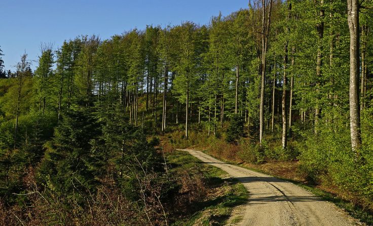 Auch bei Ausflügen in den Wald gilt es, sich an gewisse Regeln zu halten. Foto: A. Litzlbauer