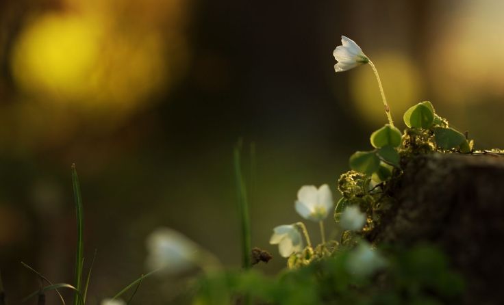 Die beiden Wald- und Kräuterwanderungen finden am 13. und 27. August statt. Foto: Peter Schmid