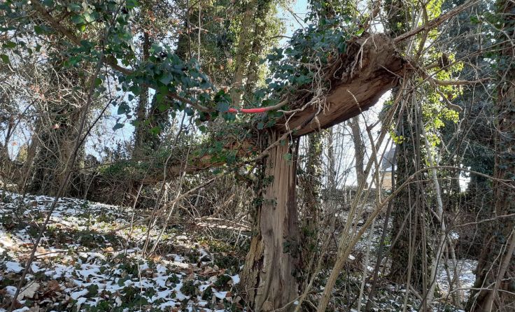 In Folge von Fäulnis durch den Pilzbefall brechen die Eschen ab. Fotos: Stadtamt Braunau