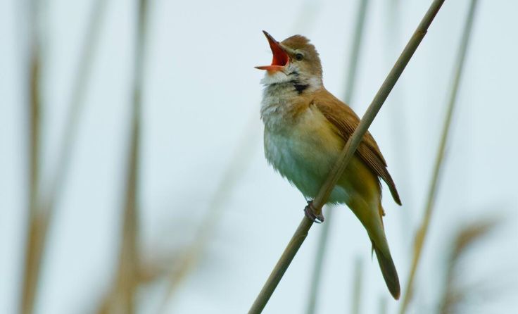Ein Drosselrohrsänger (Foto: Lothar Röttenbacher)