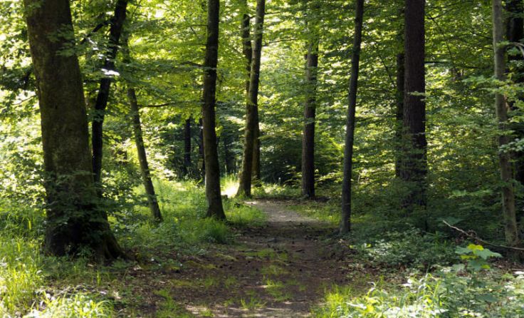 Der Verein "Gesunde Zukunft Braunau" kämpft für den Erhalt des Lachforstes. (Foto: Privat)