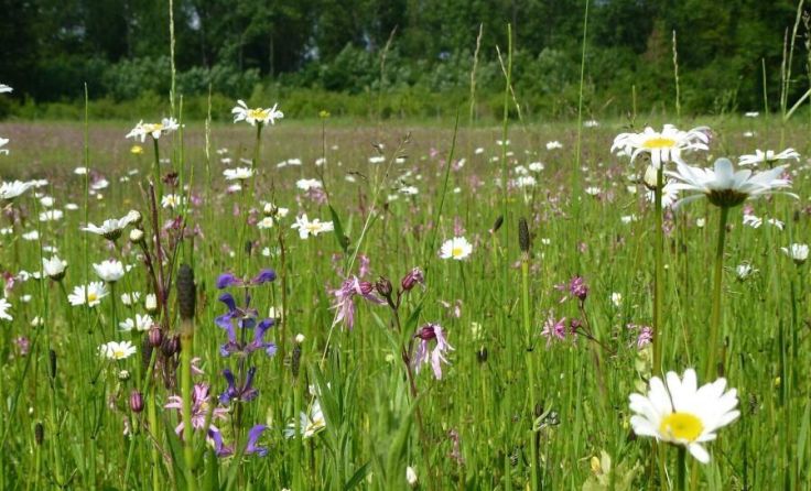 Eine Blumenwiese in Eglsee (Foto: Andrea Bruckmeier)