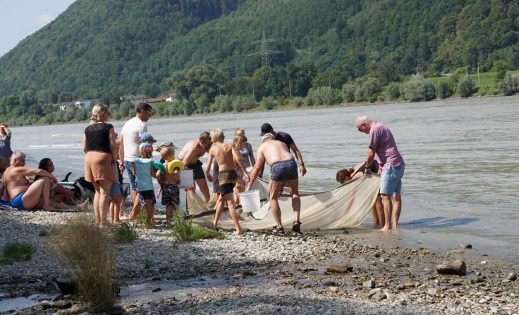 Die Kinder konnten 20 Fischarten live erleben. (Foto: Grüne Engelhartszell)