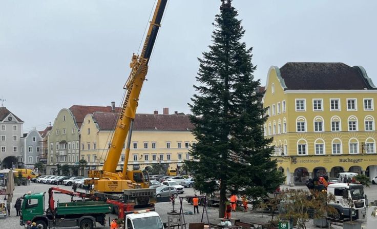 19 Meter ist der diesjährige Schärdinger Christbaum hoch. (Foto: Stadtgemeinde Schärding)