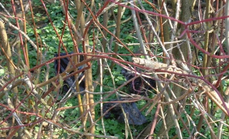 Die Sackerl mit den Exkrementen wurden einfach in einem Wildheckenstrauch entsorgt. Foto: privat