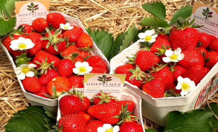 Köstliche Erdbeeren Foto: www.erdbeer.com