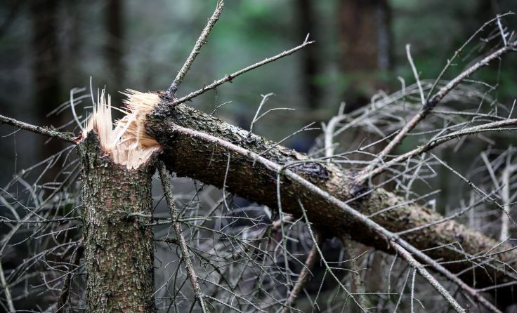 Umstürzende Bäume stellen im Kürnbergwald eine Gefahr für Wanderer dar. Foto: Weihbold