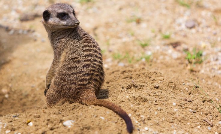 Es sollen Tiere aus verschiedenen Zoos weltweit angesehen werden können. Foto: Patrick Hofer