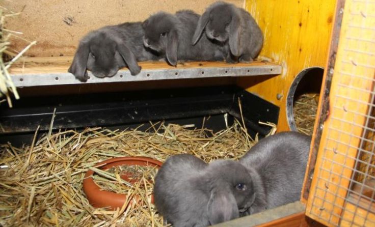 Mit den „Zwergwidder blau“ feierte er erste Erfolge als Züchter. (Foto: privat)