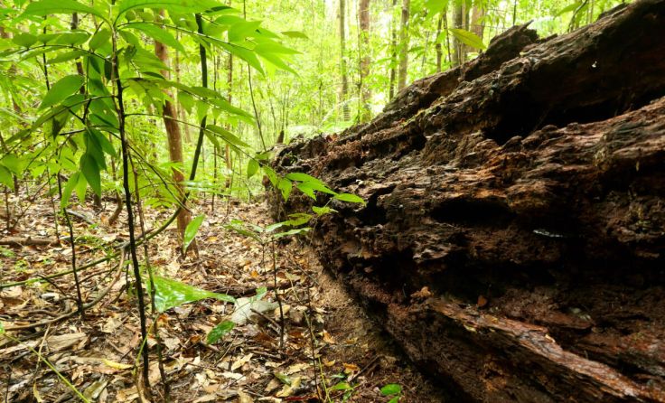 Der Klimawandel wirkt sich auch auf die Wälder aus (Foto: Turner-stock.adobe.com)