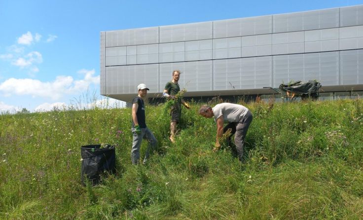 Aus Nordamerika eingewanderte Pflanzen wie die Goldrute werden entfernt. (Foto: Naturschutzbund OÖ)