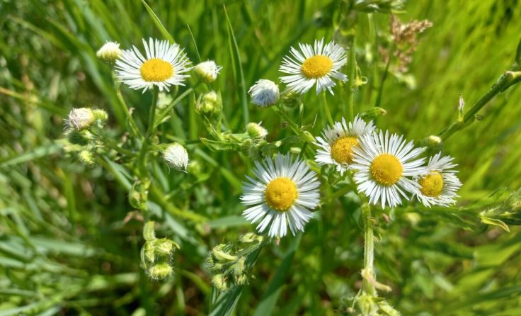Das einjährige Berufskraut wird entfernt (Foto: J. Kropfberger)