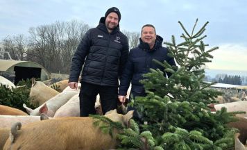 Christbäume als Festmahl für Schweine