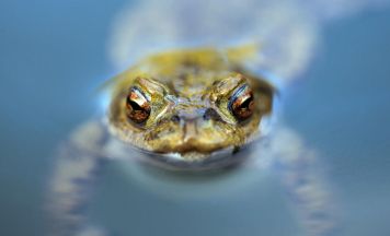 Keine Sperrstunde für Frösche: Quaken muss hingenommen werden