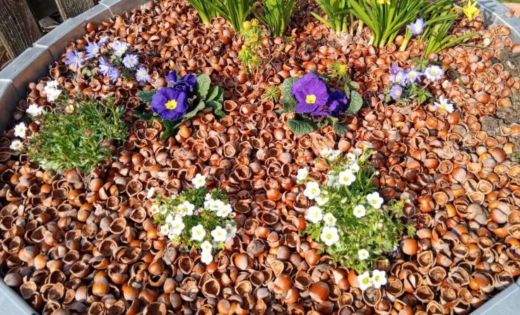 Haselnussschalen können im Garten als dekorativer Mulchersatz verwendet werden. (Foto: HaselGUT)