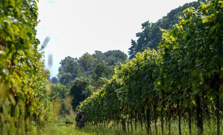 Die Weinlese beginnt heuer so früh wie noch nie zuvor. (Foto: Nussböckgut)