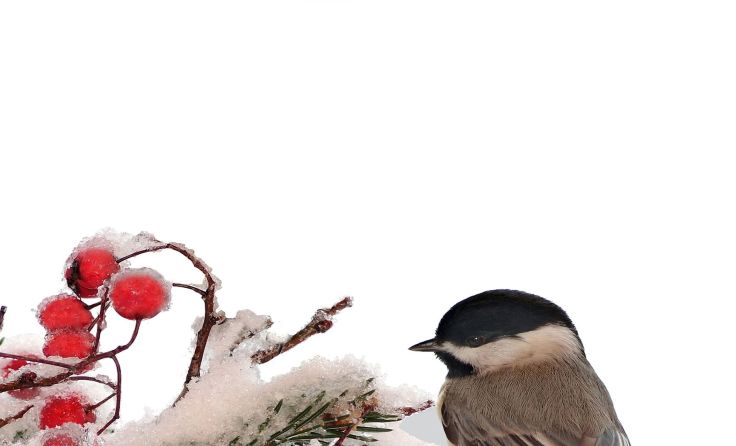 Zum Internationalen Tag des Vogels am 5. Jänner 2018 wird eine große Spendenaktion durchgeführt