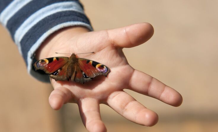 Schmetterling „Tagpfauenauge“; Fotocredit: AdobeStock