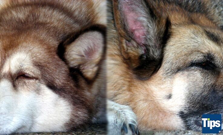 Hundetraum: Gipsy und Bessy