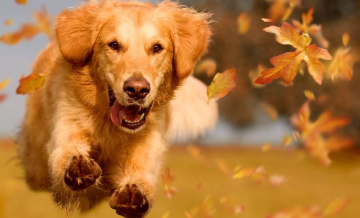 Die Hunde können sich in der neuen Freilaufzone austoben. Foto: Photo-SD/Shutterstock.com