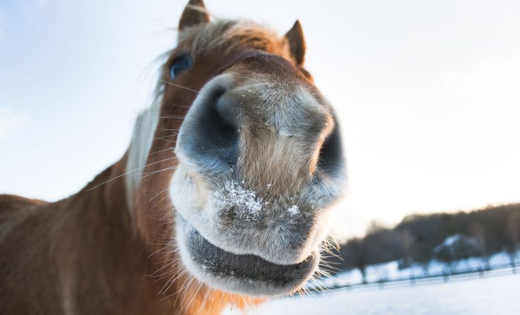 Wegwartehof: Mit der Sonne aufs richtige Pferd setzen. Foto: ondrejsustik/Shutterstock.com