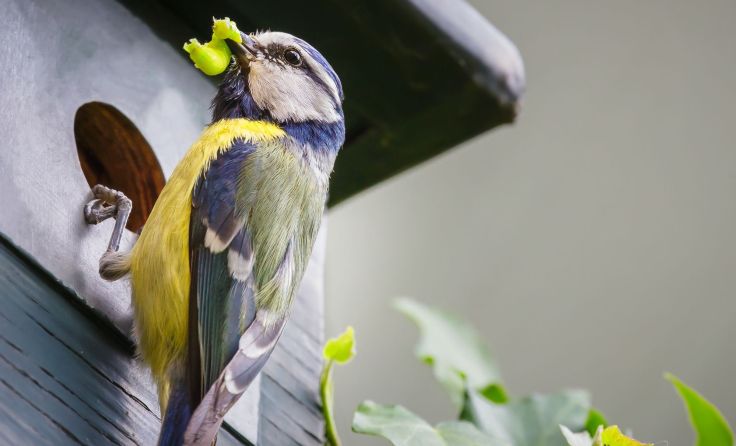Blaumeise-Raupe-Nistkasten Foto: AdobeStock